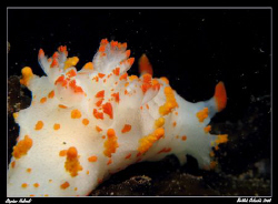 Nudi Gills.  Canon G7, INON UCL167, Sea and Sea YS27DX by Stephen Holinski 